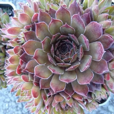 Sempervivum 'Bing Cherry' - Sempervivum | Achat producteur
