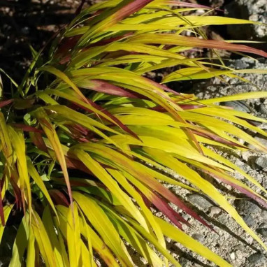 Hakonechloa macra Sunflare - Hakonechloa | Achat direct au producteur