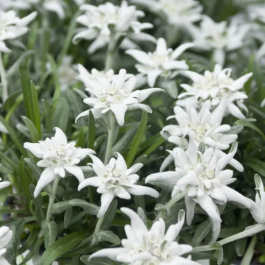 Edelweiss 'Blossom of Snow' - Leontopodium | Achat producteur