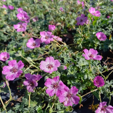 Geranium cinereum 'Jolly Jewel Lilac' | Achat direct au producteur