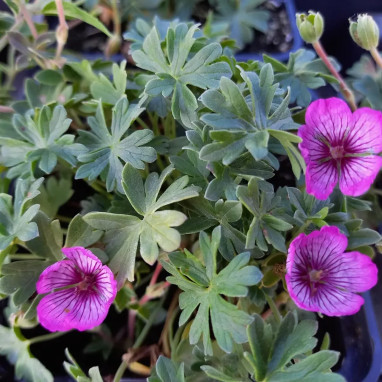 Geranium cinereum 'Jolly Jewel Silver' | Achat direct au producteur
