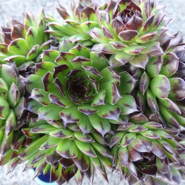 Sempervivum 'Chick Charms Appletini' | Achat direct au producteur