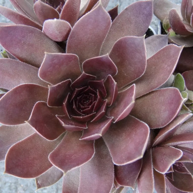 Sempervivum 'Chocolate Kiss' - Sempervivum | Achat producteur