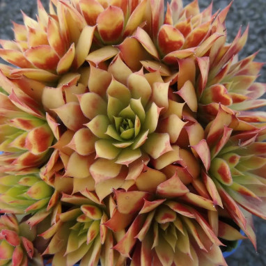Sempervivum 'Gold Nugget' - Chick Charms | Achat direct au producteur