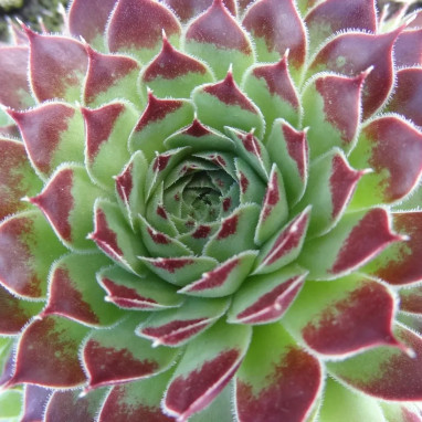 Sempervivum 'Mint Marvel' - Joubarbe | Achat direct au producteur