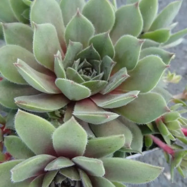 Sempervivum 'Silver Suede' - Joubarbe | Achat direct au producteur