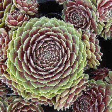 Sempervivum Chick Charms 'Berry Bomb' | Achat producteur