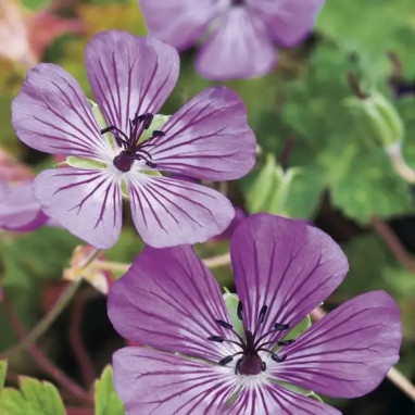 Geranium wallichianum 'Pink Penny' - Geranium | Achat producteur
