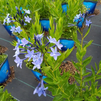 Amsonia 'Blue Ice' - Amsonia | Achat direct au producteur