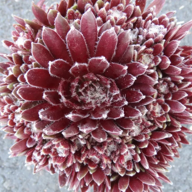 Sempervivum CHICK CHARMS 'Cosmic Candy' | Achat producteur