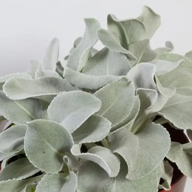 Senecio candicans Angel Wings - Senecio | Achat producteur