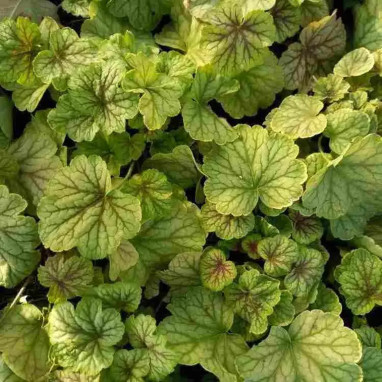 Heuchera 'Van Gogh' - Heuchera | Achat direct au producteur