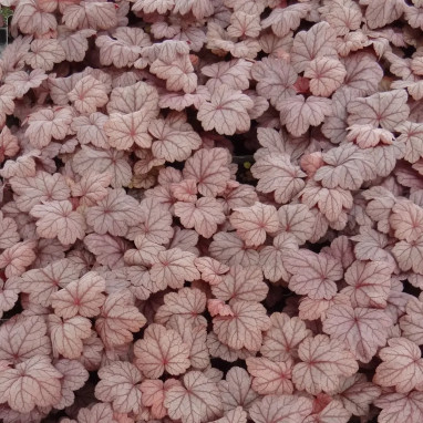 Heuchera 'Grape Soda' - Heuchera | Achat direct au producteur