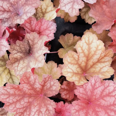 Heuchera 'Rio' - Heuchera | Achat direct au producteur