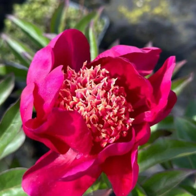 Pivoine 'Nippon Beauty' - Paeonia | Achat direct au producteur