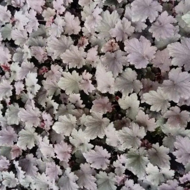 Heuchera 'Binoche' - Heuchera | Achat direct au producteur