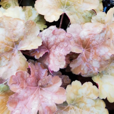 Heuchera 'Candy Honey' - Heuchera | Achat direct au producteur
