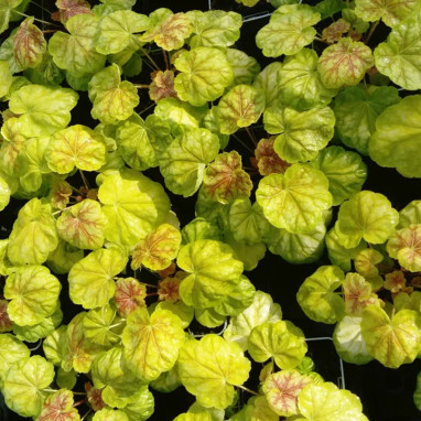 Heuchera 'Tiramisu' - Heuchera | Achat direct au producteur
