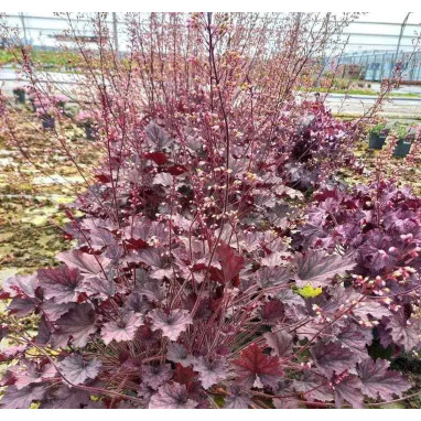 Heuchera sanguinea 'Grande Amethyst' | Achat direct au producteur