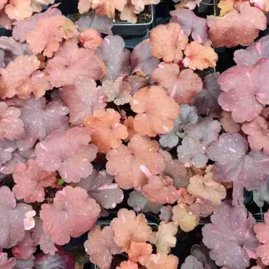 Heuchera 'Galaxy' - Heuchera | Achat direct au producteur
