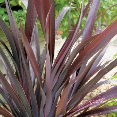 Phormium cookianum 'Black Adder' - Phormium | Achat producteur