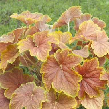 Heuchera 'Delta Dawn' - Heuchera | Achat direct au producteur