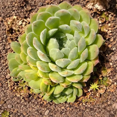 Joubarbe 'Sugar Shimmer' - Sempervivum | Achat direct au producteur