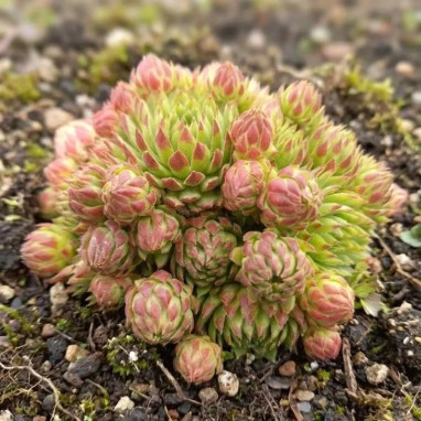 Sempervivum CHICK CHARMS 'Key Lime Kiss' | Achat producteur
