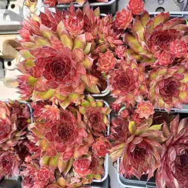 Sempervivum Chick Charms 'Autumn Apple' | Achat producteur