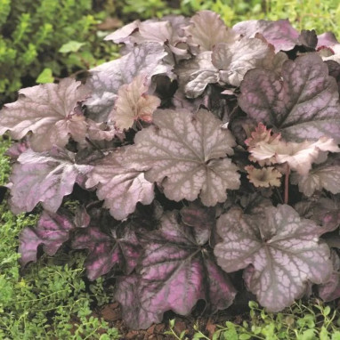Heuchera Indian Summer 'Mulberry' - Heuchera | Achat producteur