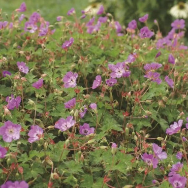 Geranium wallichianum Kelly Anne'® - Geranium | Achat producteur
