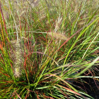 Pennisetum 'Burgundy Bunny' - Pennisetum | Achat direct au producteur