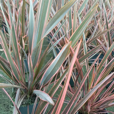 Phormium 'Maori Queen' - Phormium | Achat direct au producteur