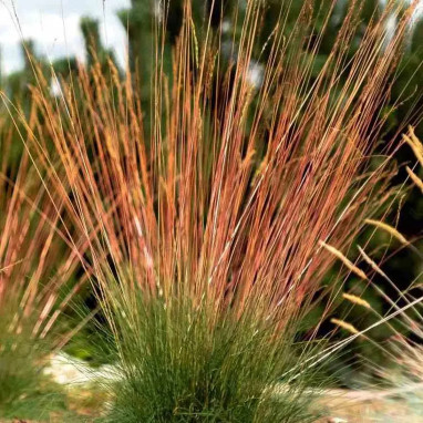 Festuca glauca 'Sunrise'® - Festuca | Achat direct au producteur