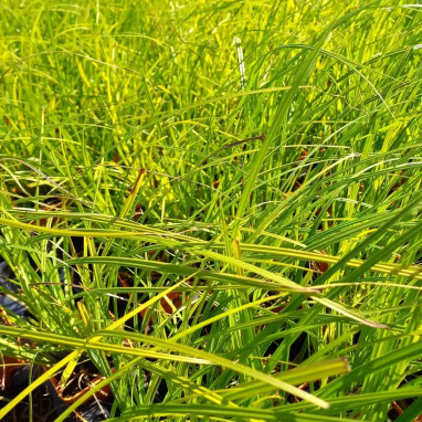 Carex acutiformis - Carex | Achat direct au producteur