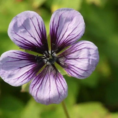 Geranium 'Salomé' - Geranium | Achat direct au producteur
