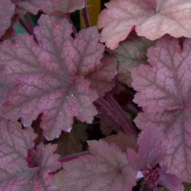 Heuchera 'Beaujolais'® - Heuchera | Achat direct au producteur