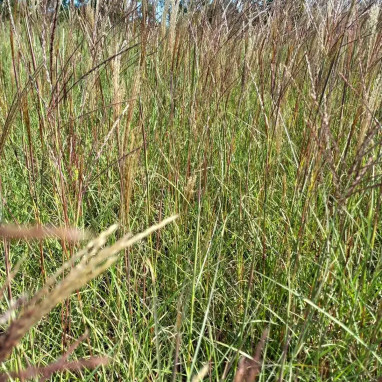 Miscanthus sinensis 'Kleine Silberspinne' | Achat direct au producteur
