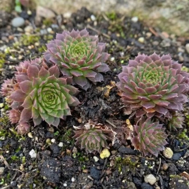 Sempervivum COLOROCKZ 'Coral Red' | Achat direct au producteur