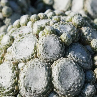Sempervivum COLOROCKZ 'Arctic White' | Achat direct au producteur