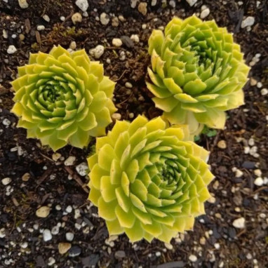 Sempervivum COLOROCKZ 'Lemon Flare' | Achat direct au producteur