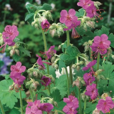 Geranium macrorrhizum 'Velebit' - Geranium | Achat producteur