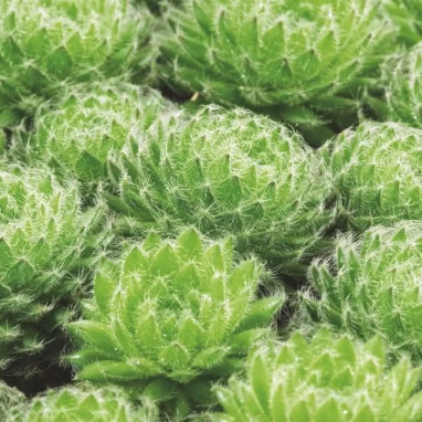 Sempervivum ciliosum var. borisii - Joubarbe | Achat direct au producteur