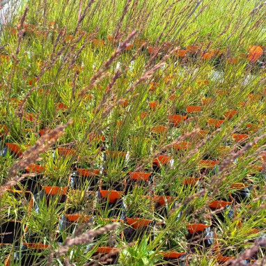 Molinia caerulea 'Edith Dudszus' - Molinia | Achat direct au producteur