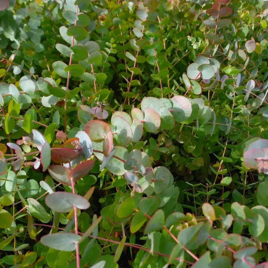 Eucalyptus cinerea 'Silverdollar' - Eucalyptus | Achat producteur