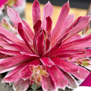 Sempervivum 'Lotus Blossom' - Sempervivum | Achat producteur