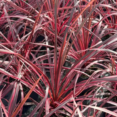 Cordyline 'Festival Burgundy' - Cordyline | Achat producteur