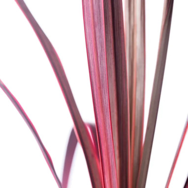 Cordyline 'Festival Raspberry' - Cordyline | Achat producteur