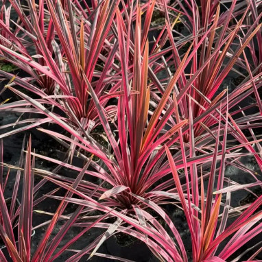 Cordyline australis 'Southern Splendour' | Achat direct au producteur
