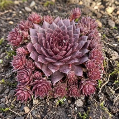 Sempervivum COLOROCKZ 'Blushing Garnet' | Achat producteur